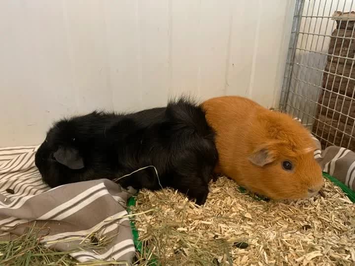 Pepsi, female mixed breed for adoption at Dyrenes Beskyttelse, Copenhagen