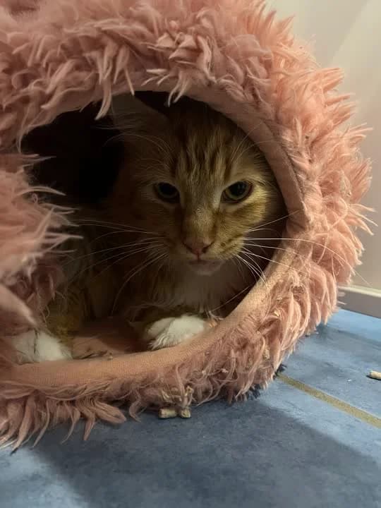 toby, male Maine Coon for adoption at Dyrenes Beskyttelse, Copenhagen