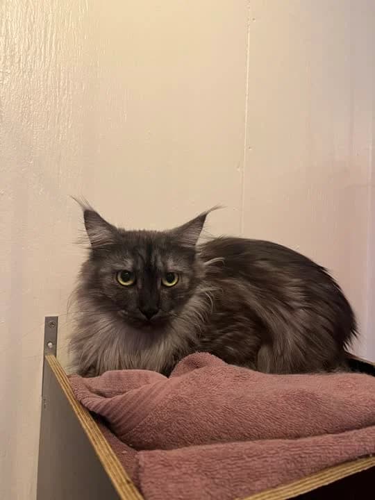 baghera, female Maine Coon for adoption at Dyrenes Beskyttelse, Copenhagen