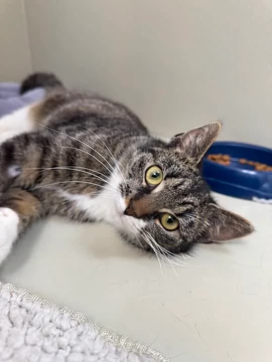 Hailey, female mixed breed for adoption at Dyrenes Beskyttelse, Copenhagen