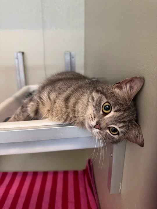 Ronja, female mixed breed for adoption at Dyrenes Beskyttelse, Copenhagen