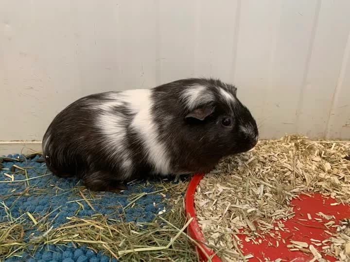 Lilly, female Mixed Breed for adoption at Dyrenes Beskyttelse, Copenhagen