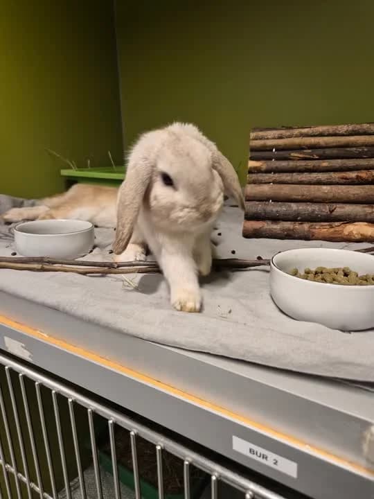 Henrik, male mixed breed for adoption at Dyrenes Beskyttelse, Copenhagen