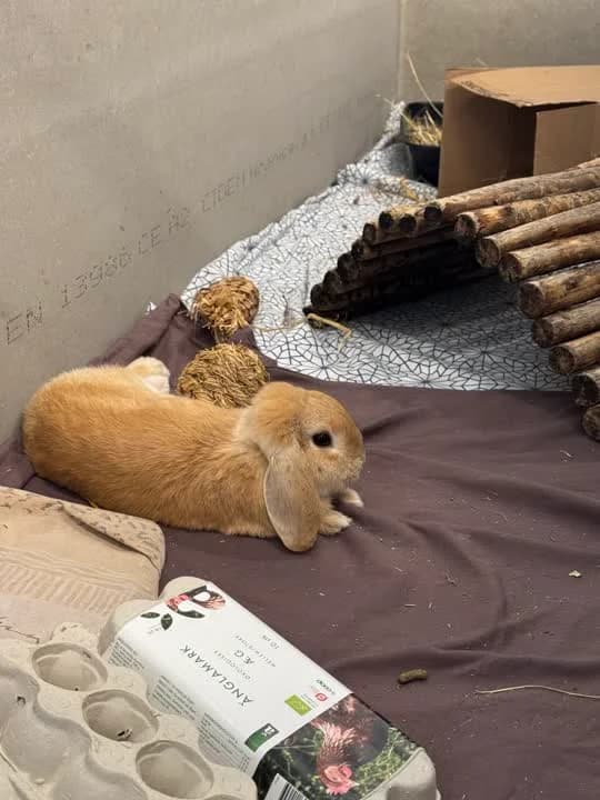 Bjarne, male mixed breed for adoption at Dyrenes Beskyttelse, Copenhagen