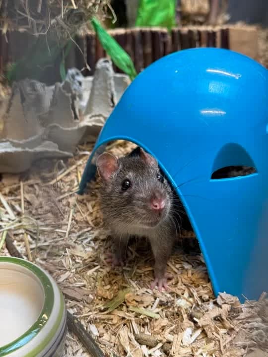 Bjarke, male Rottweiler for adoption at Dyrenes Beskyttelse, Copenhagen