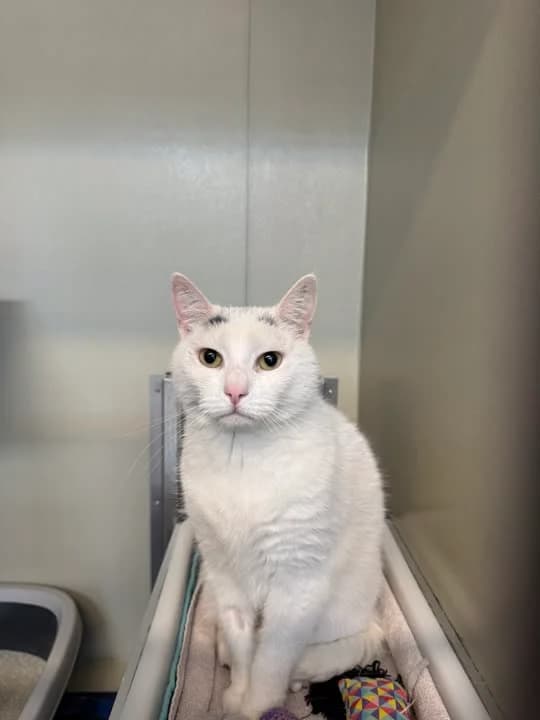 Cosmos, male mixed breed for adoption at Dyrenes Beskyttelse, Copenhagen