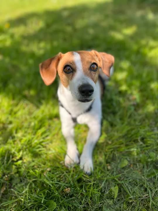Agnes, female 7yo Jack Russell Terrier for adoption at Dyrenes Beskyttelse, Copenhagen