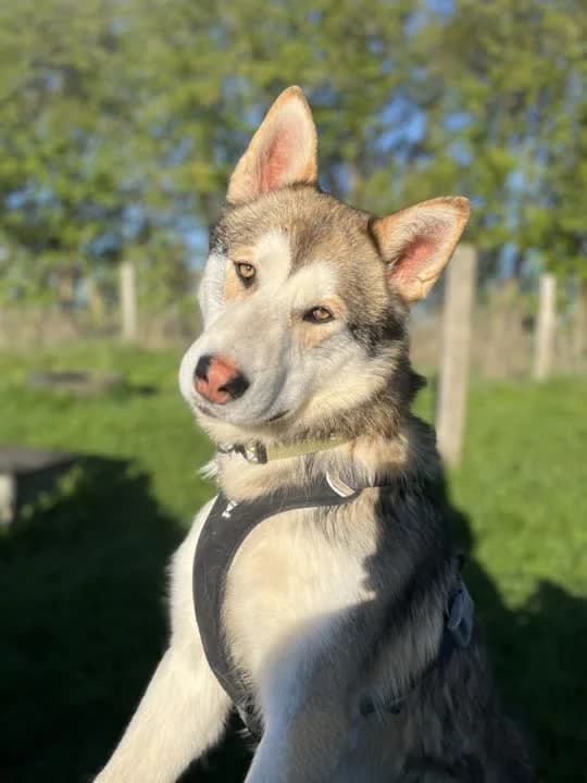 Bamse, hvid male young Husky for adoption at Dyrenes Beskyttelse, Copenhagen