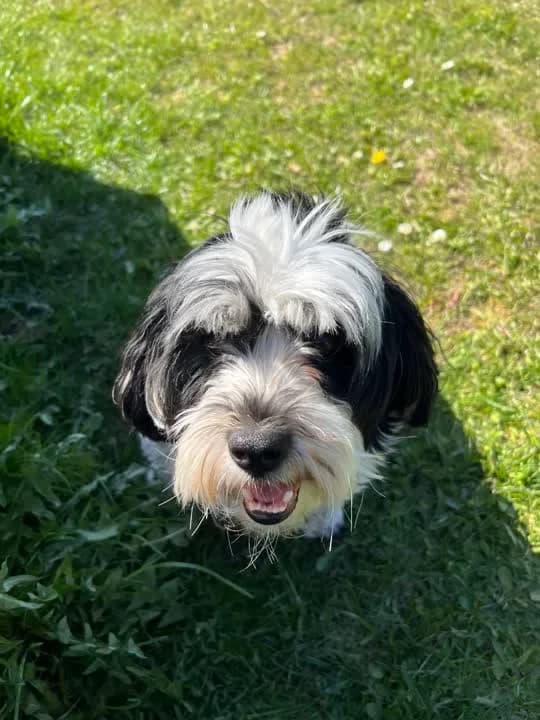 Flemming, male young Havanese for adoption at Dyrenes Beskyttelse, Copenhagen