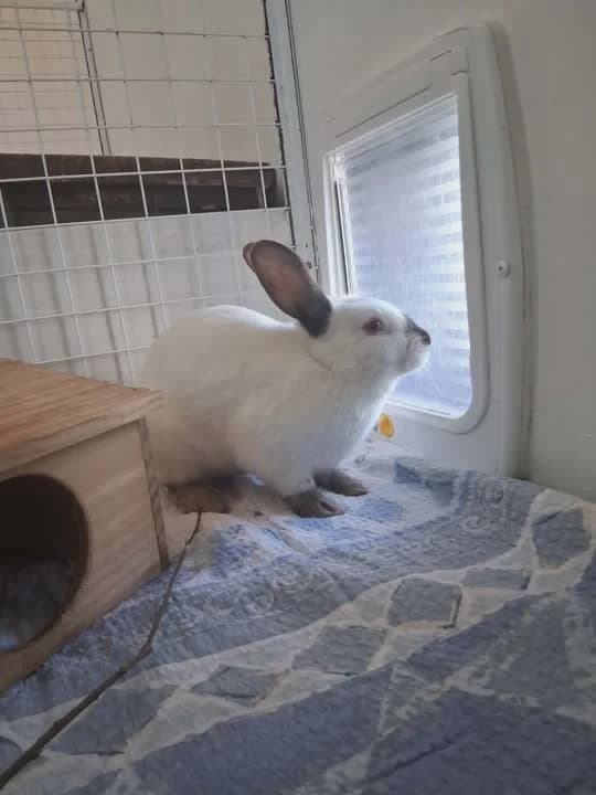 Falina, female mixed breed for adoption at Dyrenes Beskyttelse, Copenhagen