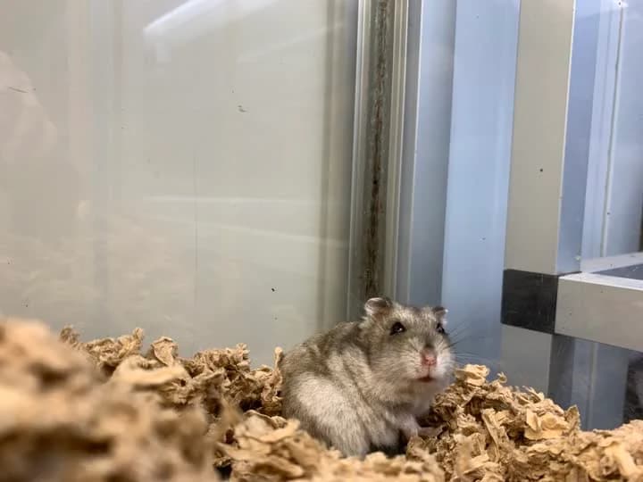 Fidus, female mixed breed for adoption at Dyrenes Beskyttelse, Copenhagen