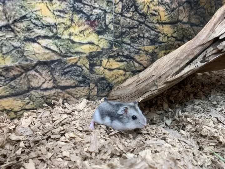 Fozzy, male mixed breed for adoption at Dyrenes Beskyttelse, Copenhagen