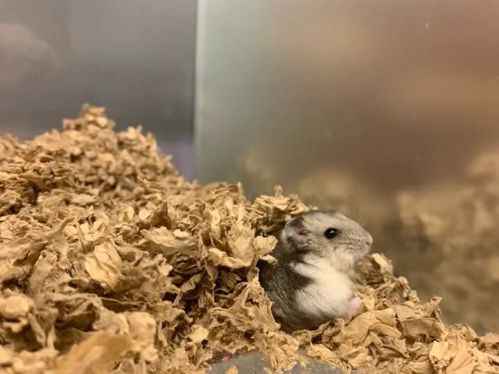 Figo, female mixed breed for adoption at Dyrenes Beskyttelse, Copenhagen