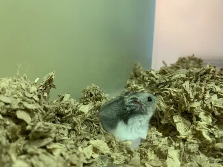 Fanta, female mixed breed for adoption at Dyrenes Beskyttelse, Copenhagen