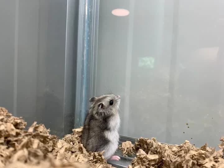 Fudge, male mixed breed for adoption at Dyrenes Beskyttelse, Copenhagen