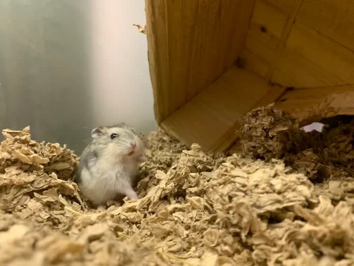 Flick, male mixed breed for adoption at Dyrenes Beskyttelse, Copenhagen