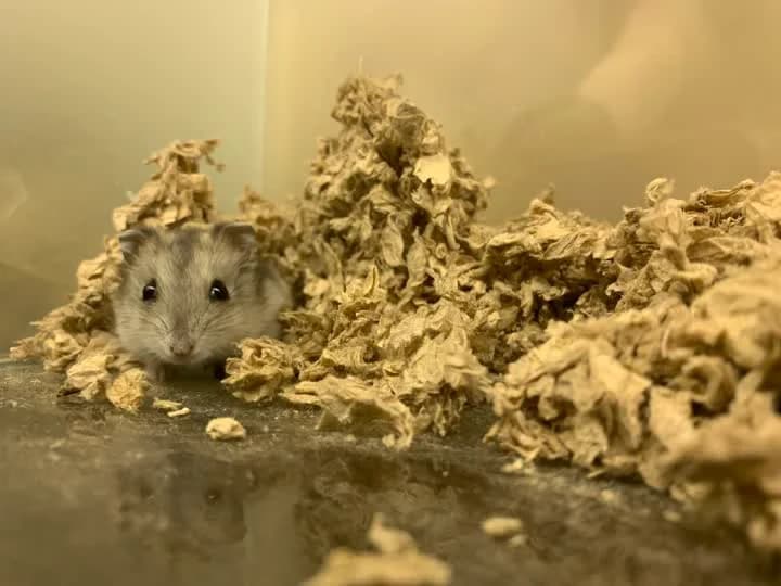 Fenix, female mixed breed for adoption at Dyrenes Beskyttelse, Copenhagen