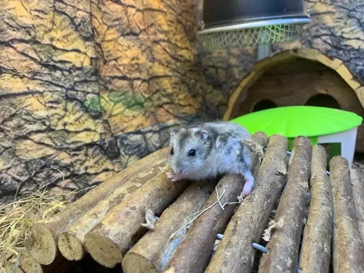 Fips, male mixed breed for adoption at Dyrenes Beskyttelse, Copenhagen