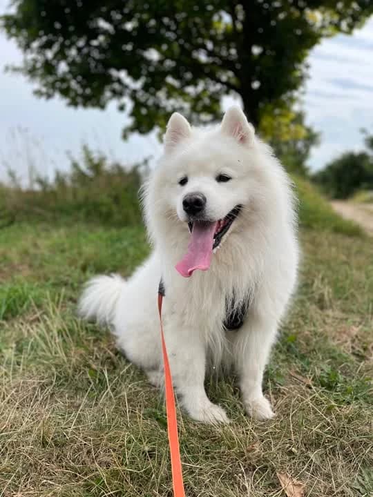 Bobby, male 5yo mixed breed for adoption at Dyrenes Beskyttelse, Copenhagen