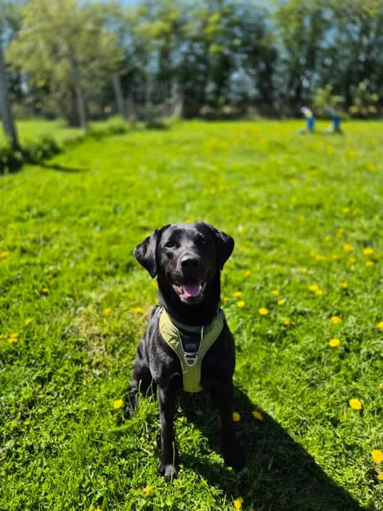 Mynte, female 4yo Labrador Retriever for adoption at Dyrenes Beskyttelse, Copenhagen