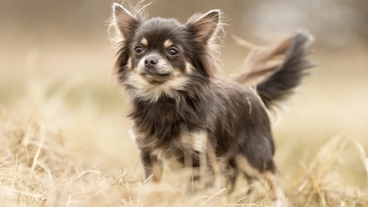 Drømmer du om at eje en Chihuahua, Yorkshire terrier, Pomeranier osv.?, male puppy Mixed Breed for adoption at Dyreværnet, Copenhagen