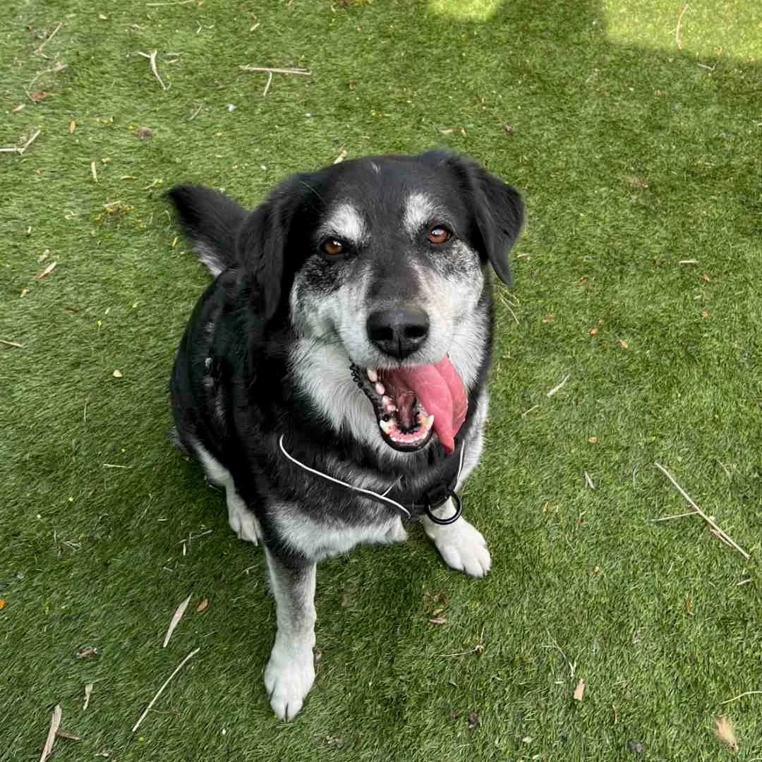 Luna, Sort/Grå/Beige female 4yo Husky for adoption at Dyreværnet, Copenhagen