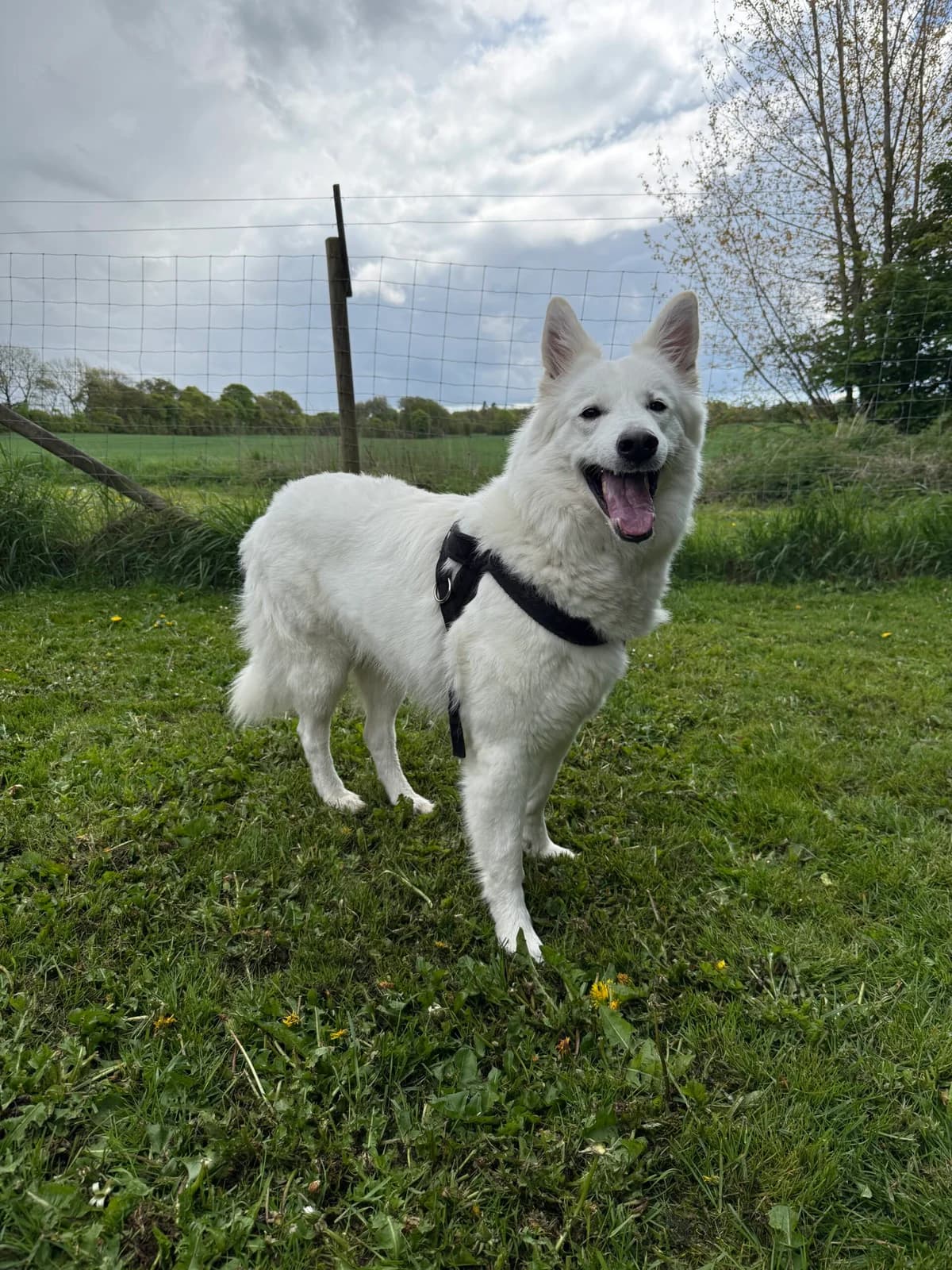 Bella, Hvid female 3yo Samoyed for adoption at Dyreværnet, Copenhagen