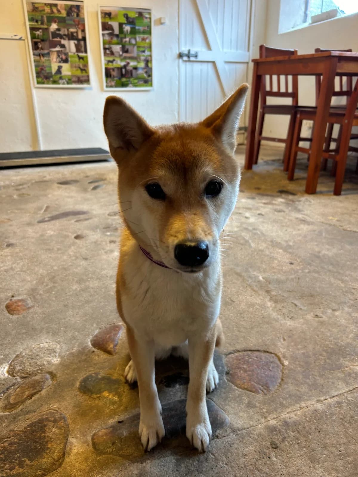 Misty, Rød female young Shiba Inu for adoption at Dyreværnet, Copenhagen