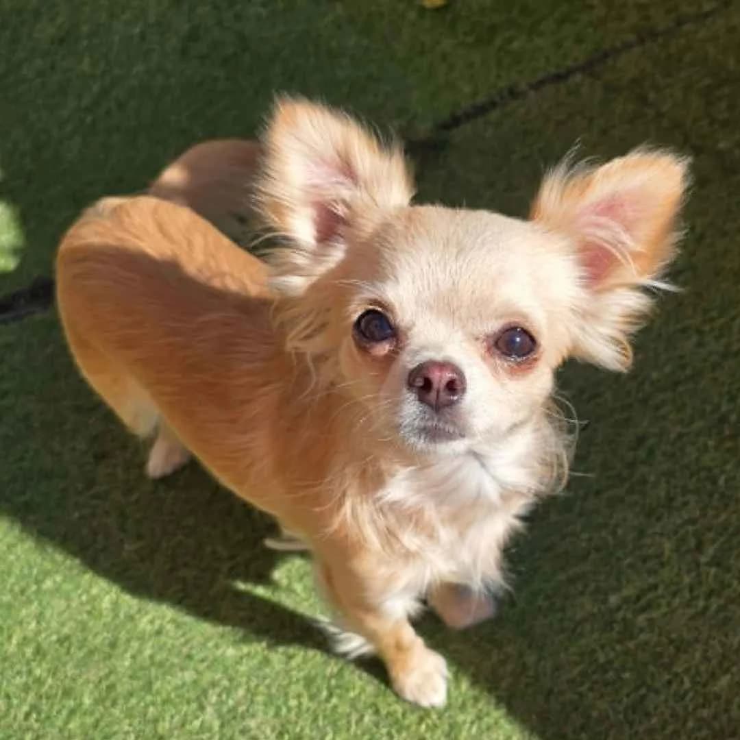 Flora, Creme female young Chihuahua for adoption at Dyreværnet, Copenhagen