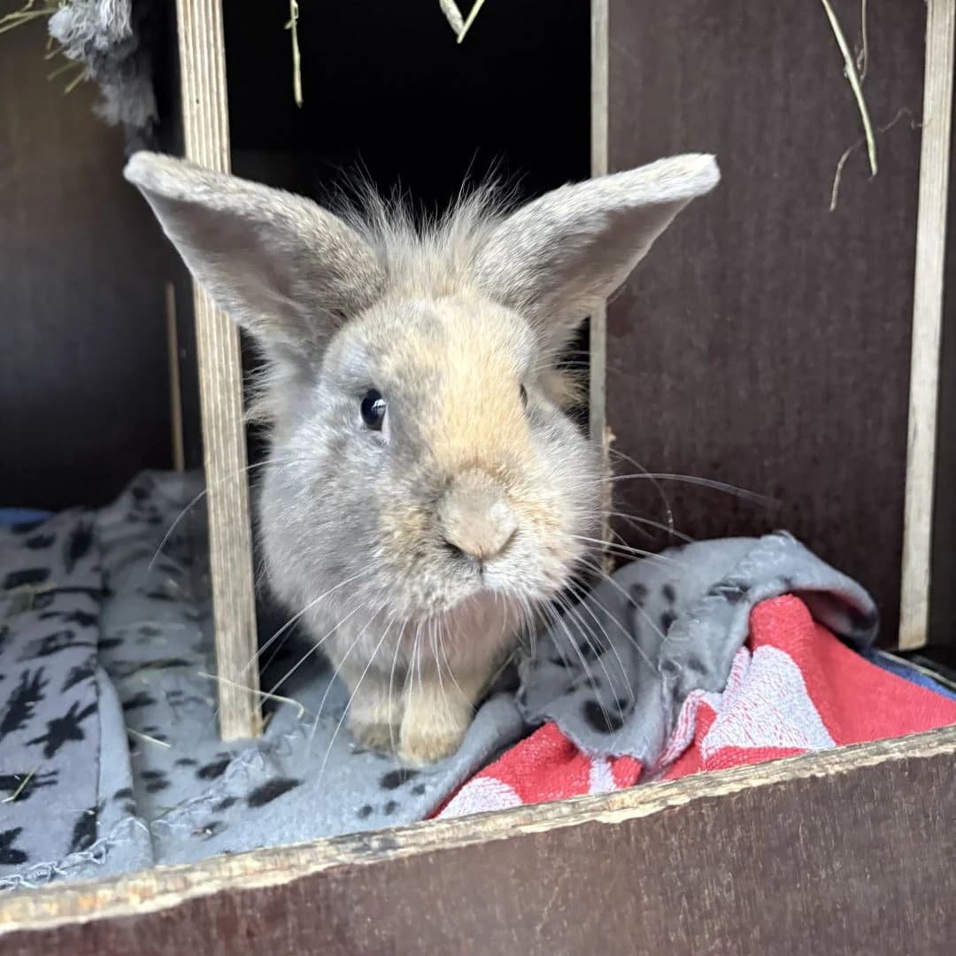 Paul, Brun/Creme/Hvid male young mixed breed for adoption at Dyreværnet, Copenhagen