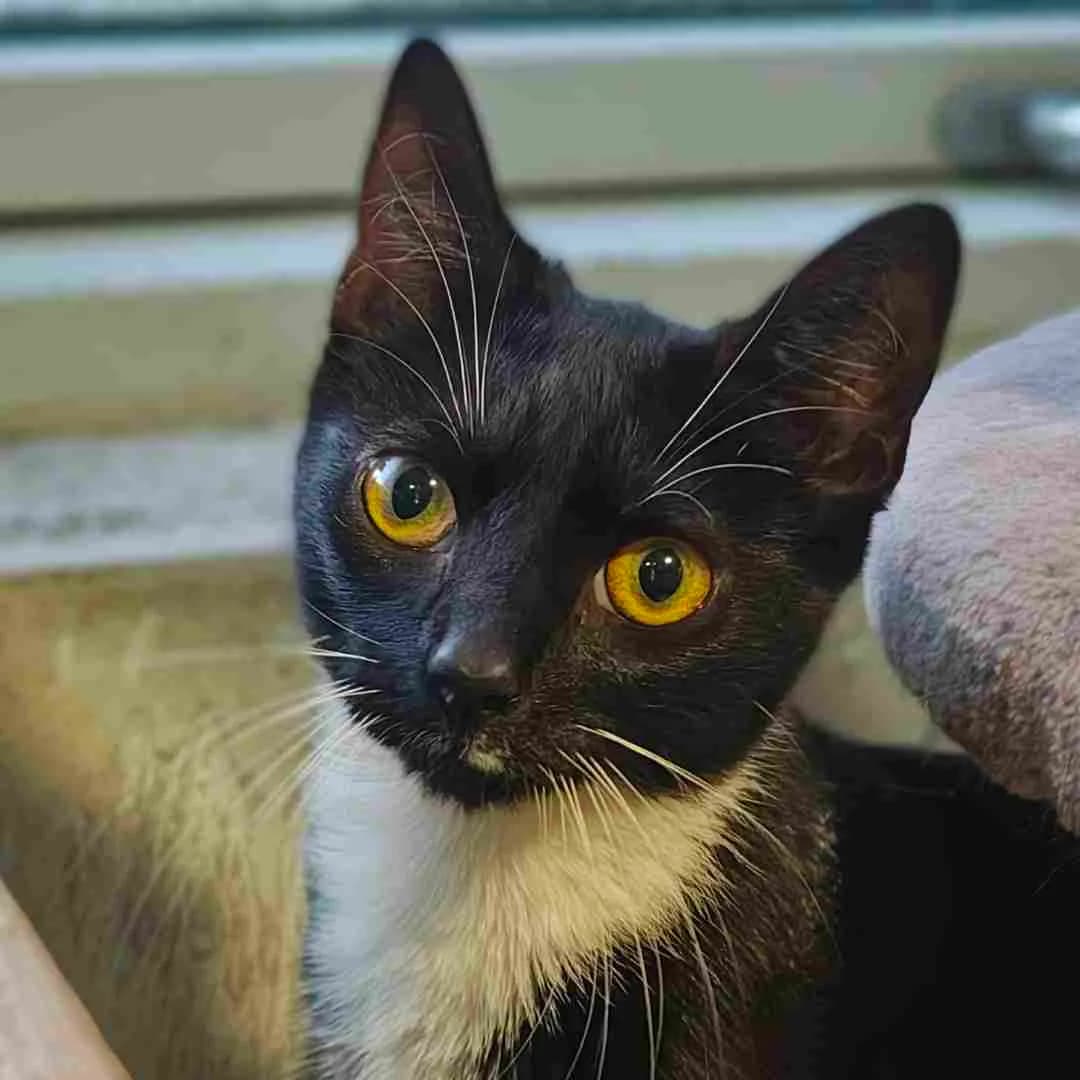 Meowth, Sort/Hvid female puppy mixed breed for adoption at Dyreværnet, Copenhagen