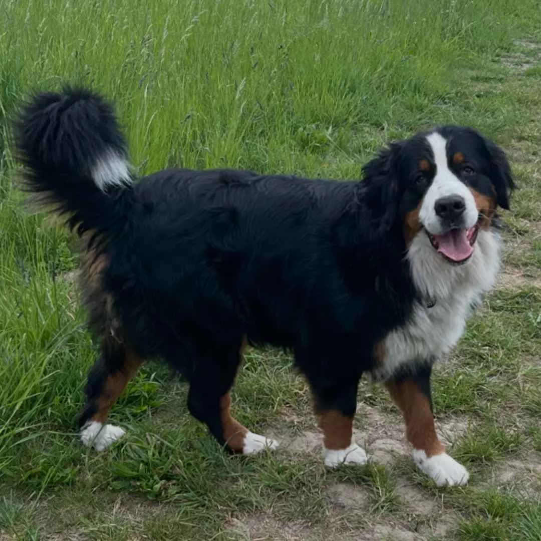 Ritta, Trefarvet female young Bernese Mountain Dog for adoption at Dyreværnet, Copenhagen