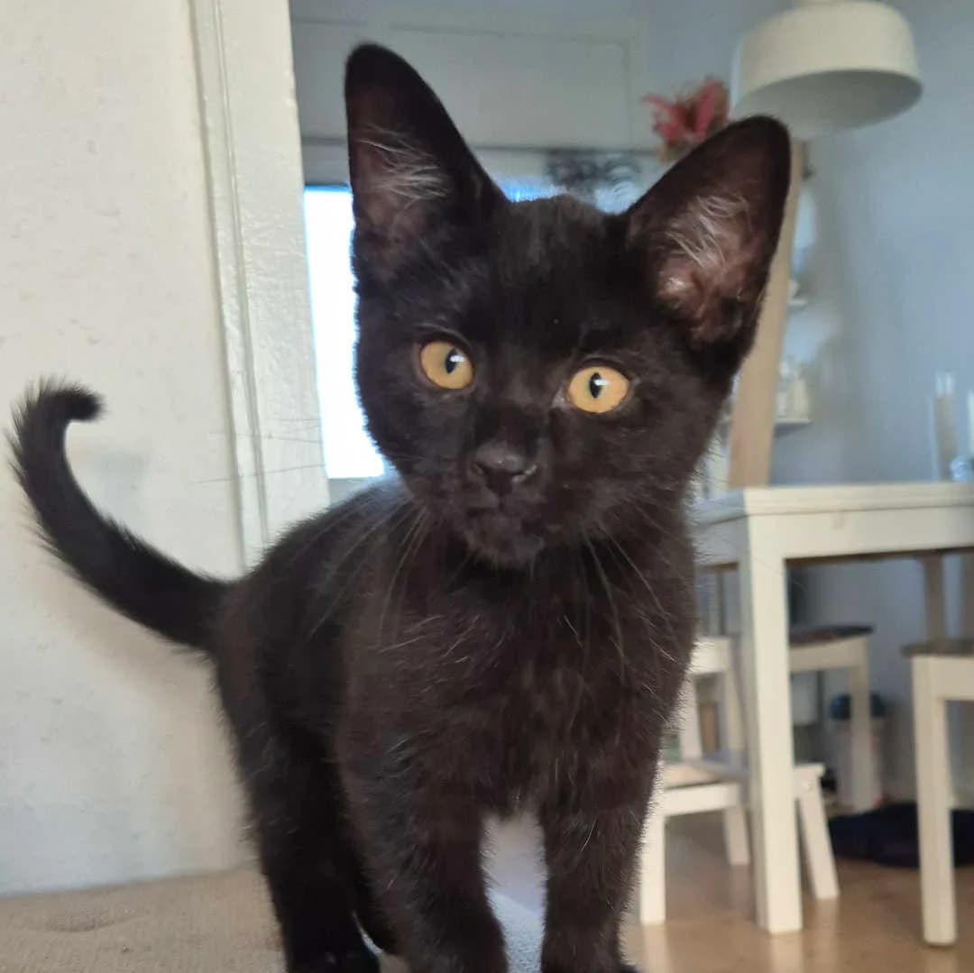 Gaston, Sort male puppy mixed breed for adoption at Dyreværnet, Copenhagen