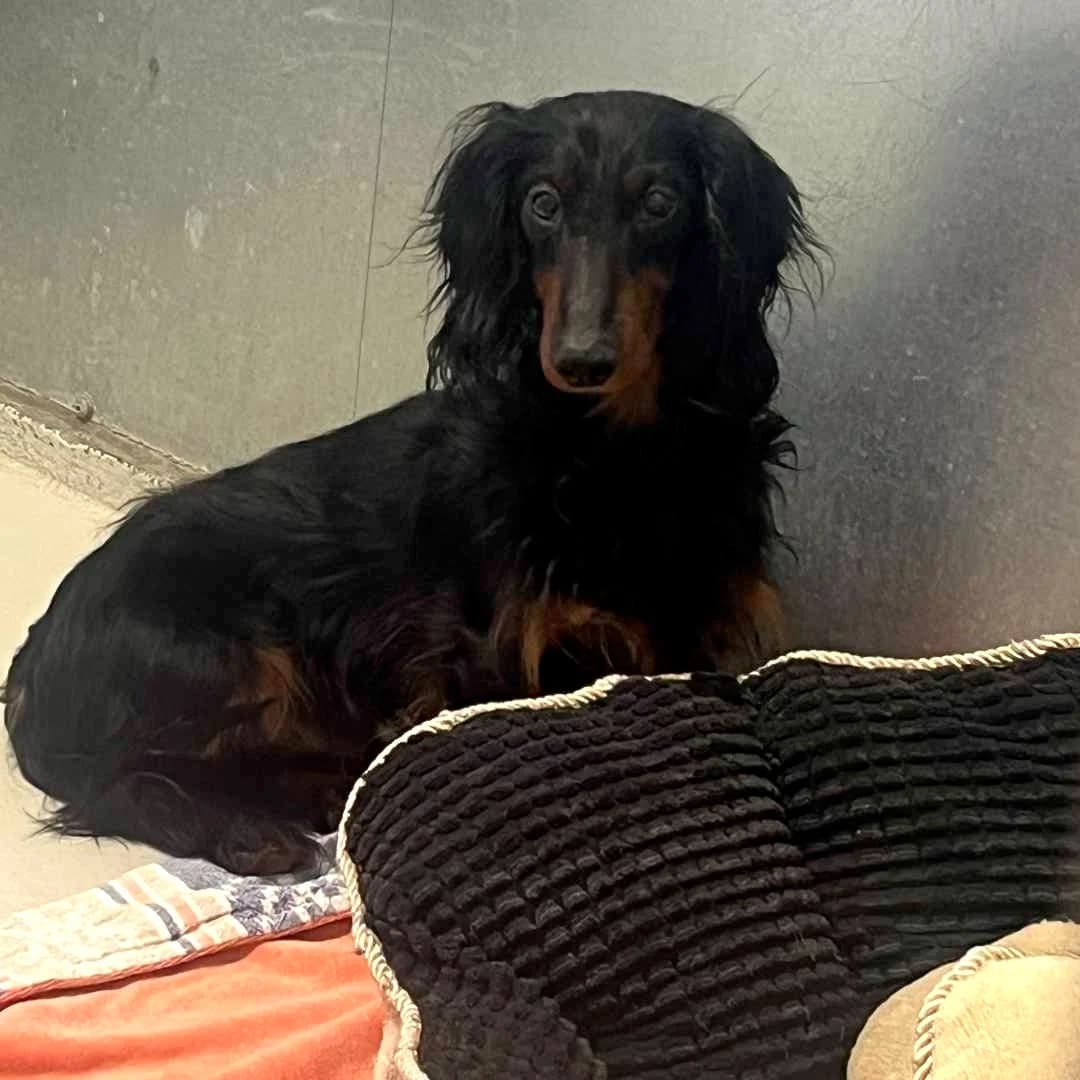 Comet, Sort male young mixed breed for adoption at Dyreværnet, Copenhagen