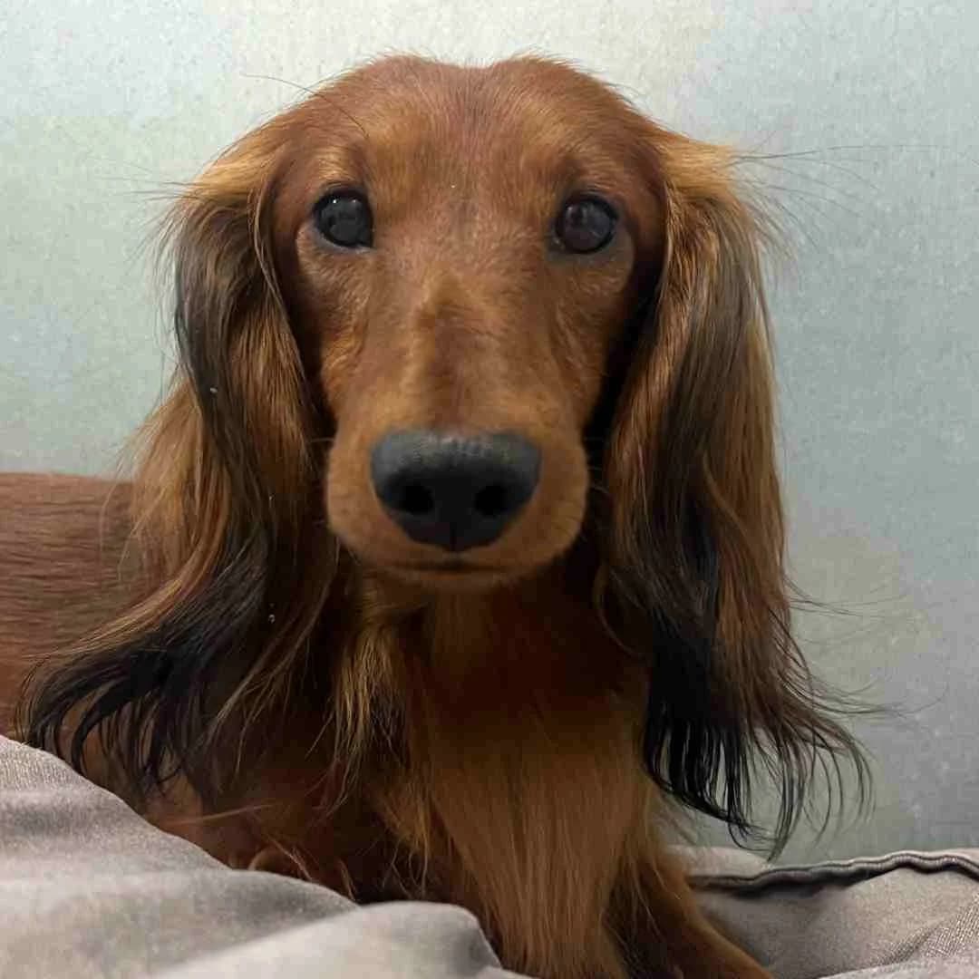 Simon, Rød male 3yo mixed breed for adoption at Dyreværnet, Copenhagen