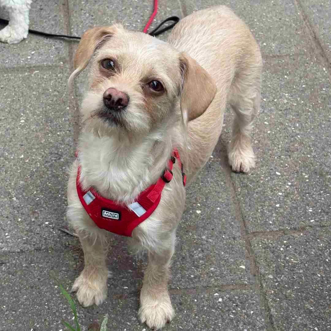 Rosie, Beige female young Havanese for adoption at Dyreværnet, Copenhagen