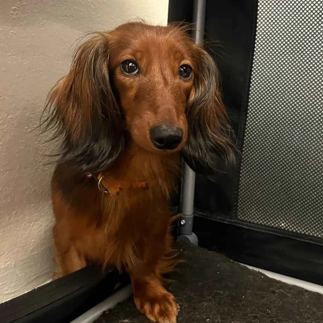 Victoria, Rød female 3yo mixed breed for adoption at Dyreværnet, Copenhagen