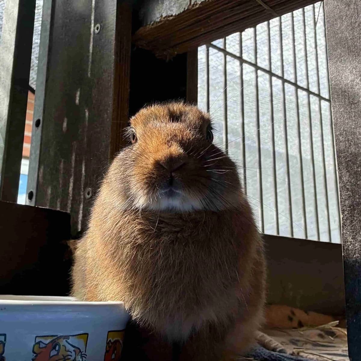 Lea, female Mixed Breed for adoption at Dyreværnet, Copenhagen