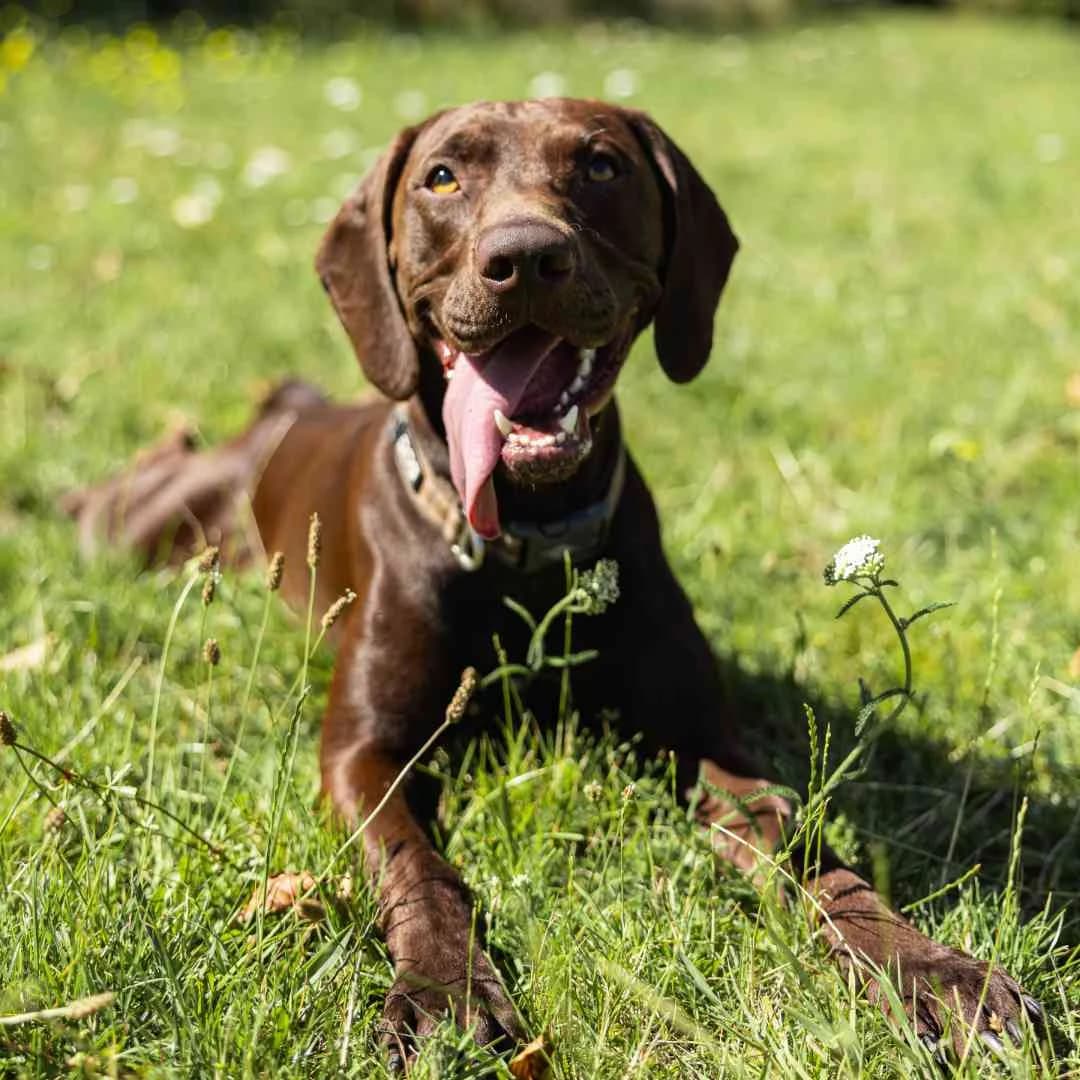 Oda, female young Vizsla for adoption at Dyreværnet, Copenhagen