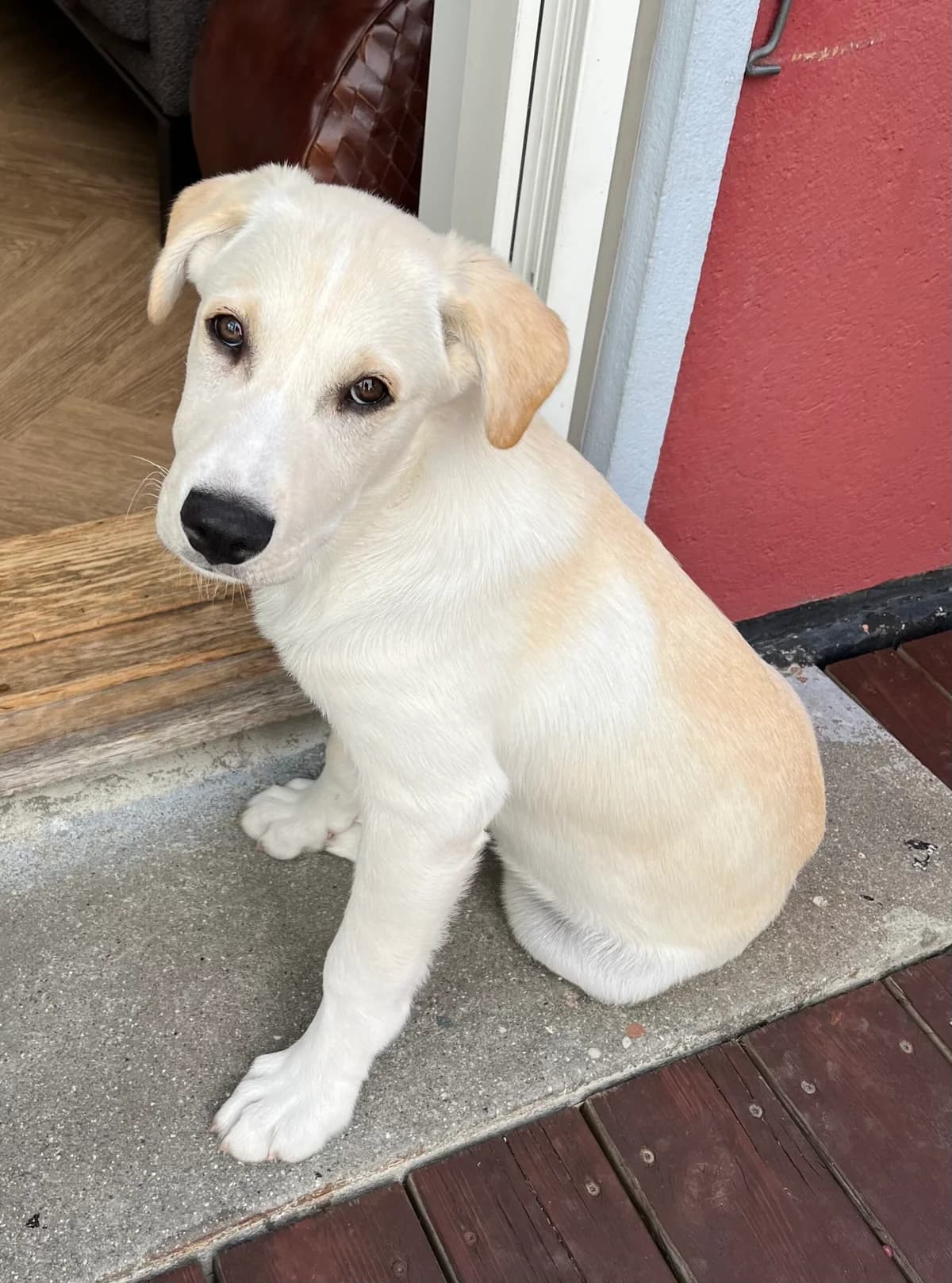 Walther, Gul/Creme male puppy Border Collie for adoption at Dyreværnet, Copenhagen