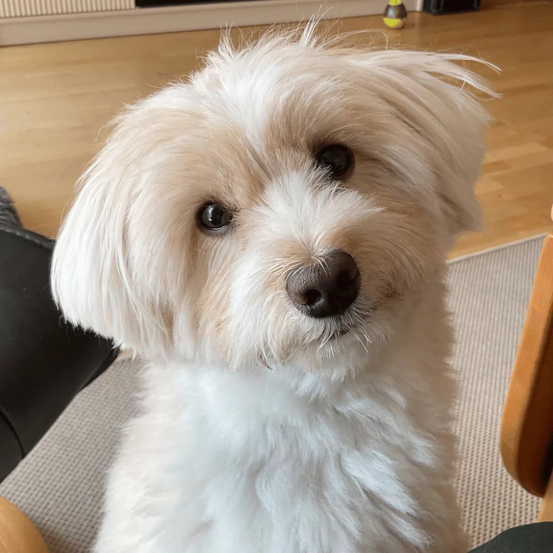 Snuppi, Abrikos male young Havanese for adoption at Dyreværnet, Copenhagen