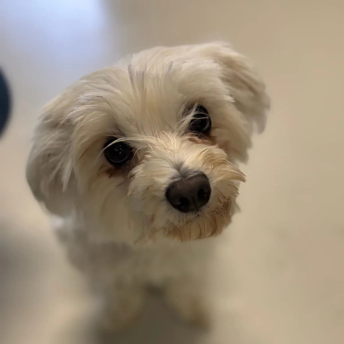 Tessa, Hvid female 3yo Maltese for adoption at Dyreværnet, Copenhagen