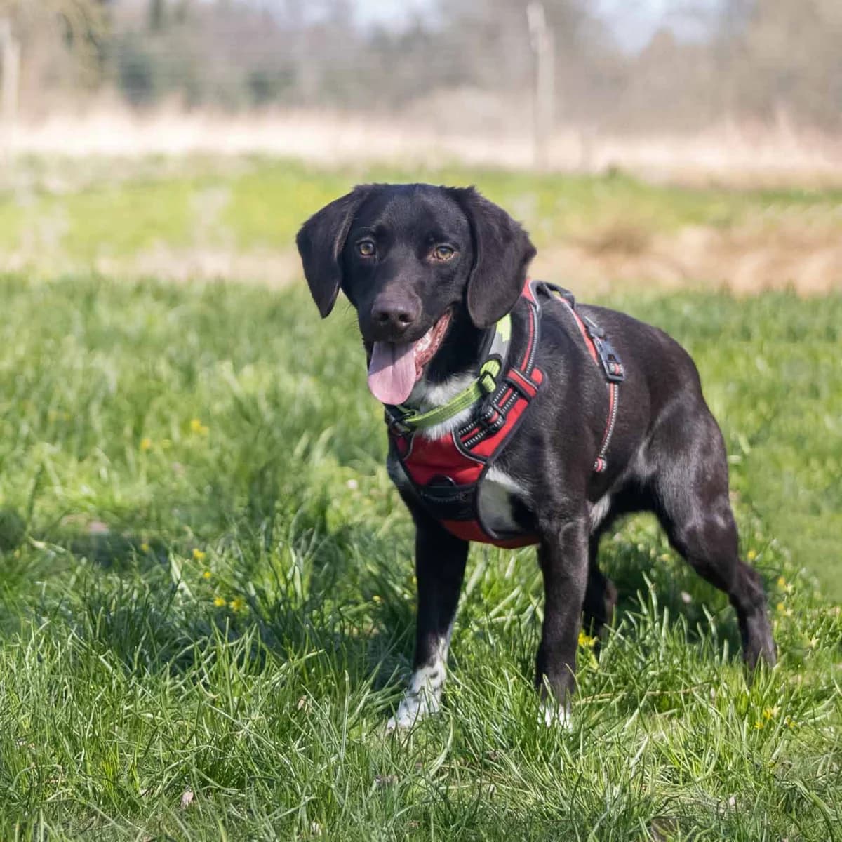 Miglo, Brun/Hvid male young Labrador Retriever for adoption at Dyreværnet, Copenhagen