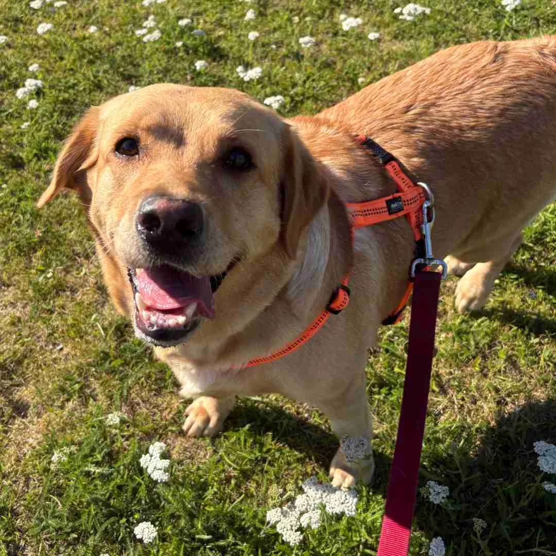 Mille, Gul female 3yo Labrador Retriever for adoption at Dyreværnet, Copenhagen