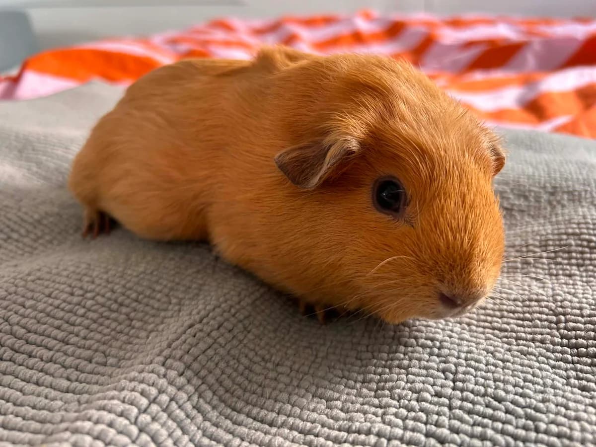 Cassie Lang, Lysebrun/Hvid female young mixed breed for adoption at Dyreværnet, Copenhagen