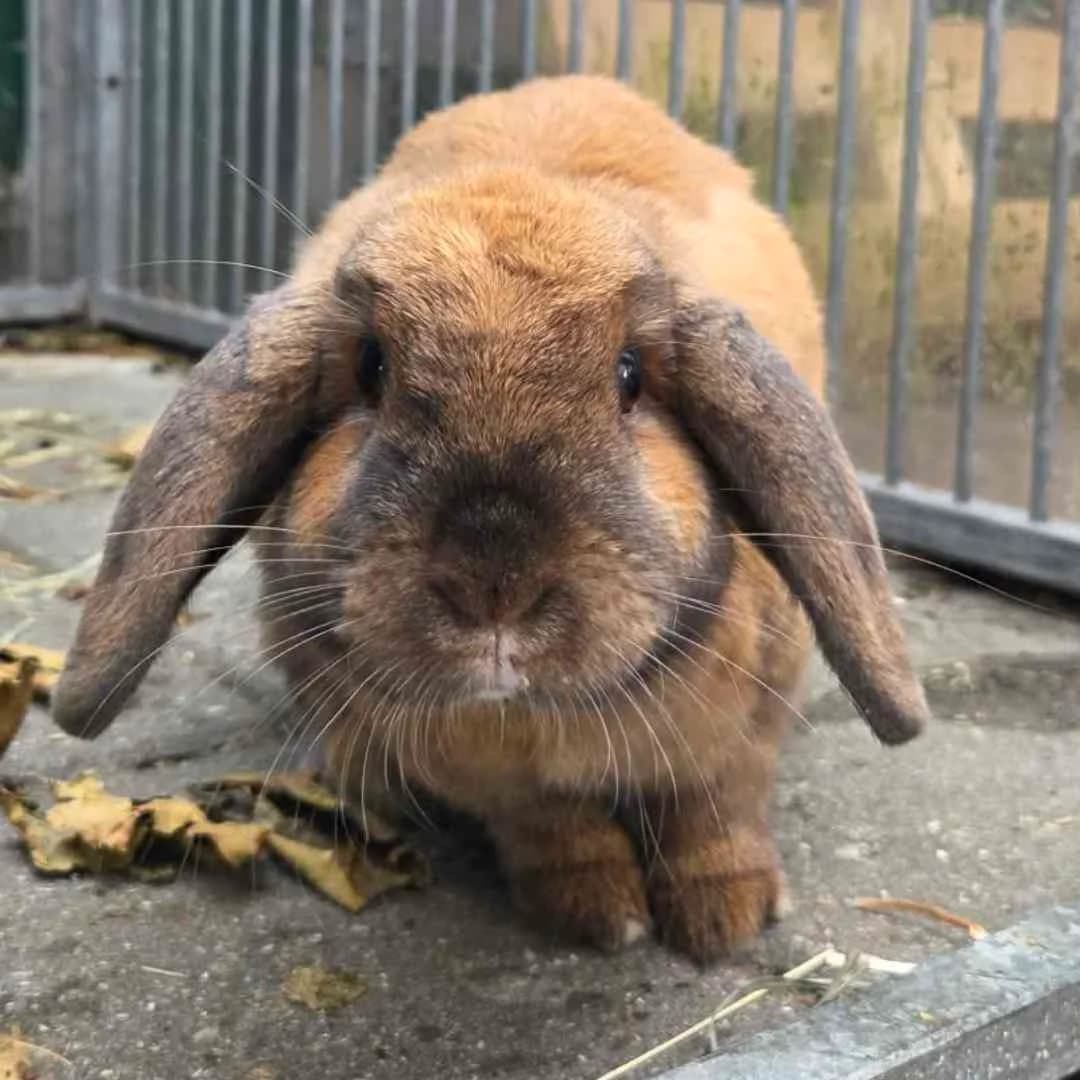 Pomme, Brun/Lysebrun male young mixed breed for adoption at Dyreværnet, Copenhagen