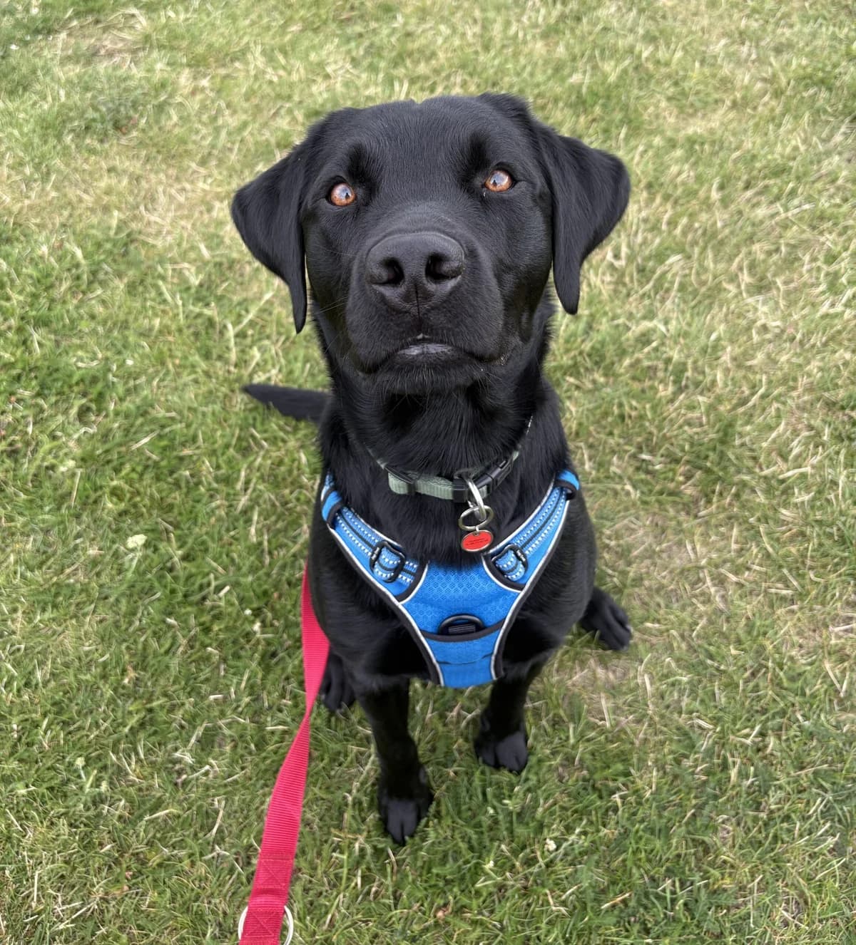 Eddie, Sort male young Labrador Retriever for adoption at Dyreværnet, Copenhagen
