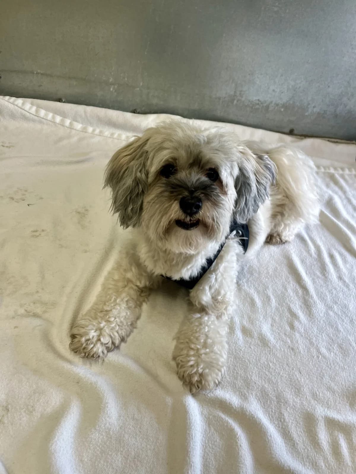 Amanda, Hvid/Grå female 6yo Havanese for adoption at Dyreværnet, Copenhagen
