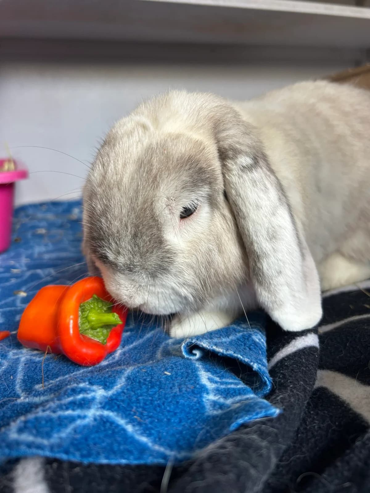 Tumle, Hvid/Grå male 4yo mixed breed for adoption at Dyreværnet, Copenhagen