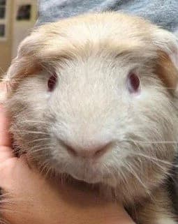 Vision, Creme/Lilac male young mixed breed for adoption at Dyreværnet, Copenhagen